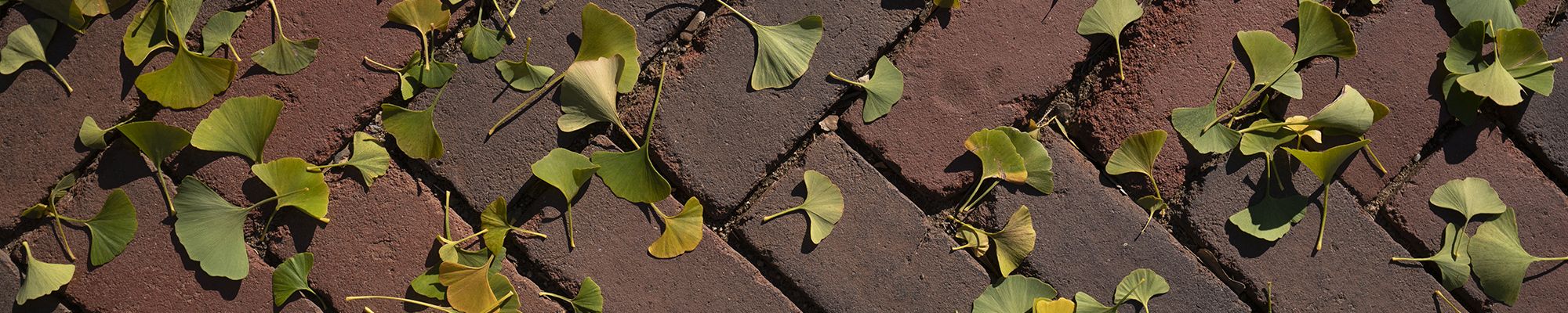 bricks with leaves on them